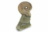 Iridescent, Pyritized Ammonite (Quenstedticeras) Fossil Display #244930-1